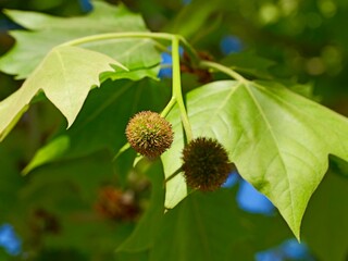 London plane or London planetree (Platanus × acerifolia, Platanus × hispanica) or hybrid plane. A...