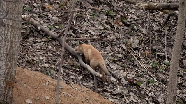 Little fox on a walk. A fox family near its hole in a city park in spring. Red Fox (Vulpes vulpes)