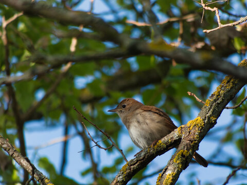 nightingale, gray, Luscinia luscinia, tree, bird, wildlife, natu