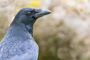 Kopfportrait eines Kolkraben in naturnahem Garten 
