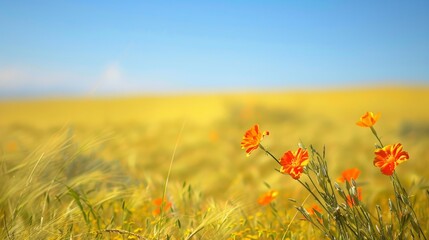 A field of yellow grass with a few orange flowers in the foreground