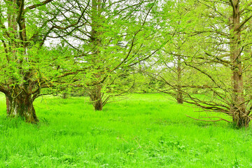 Fototapeta na wymiar Versailles; France - april 7 2024 : Arboretum de Chevreloup