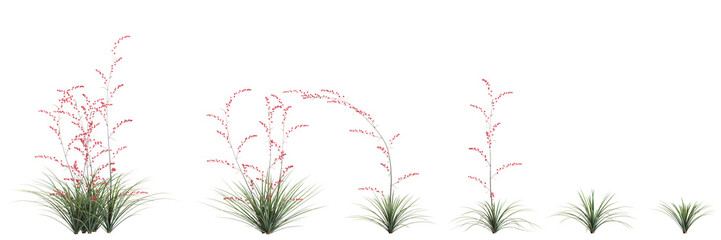 3d illustration of set Hesperaloe parviflora bush isolated on transparent background - obrazy, fototapety, plakaty