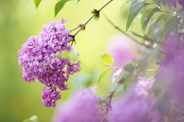 Fliederblüte in Nahaufnhme und geringer Tiefenschärfe