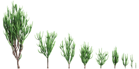 3d illustration of set Euphorbia trigona bush isolated on transparent background