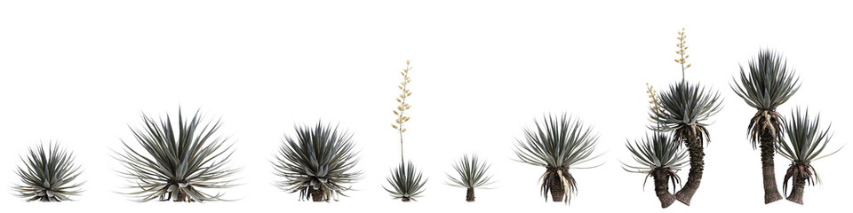 3d illustration of set Agave angustifolia tree isolated on transparent background