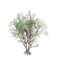 3d illustration of Psorothamnus spinosus tree isolated on transparent background