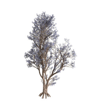 3d illustration of Psorothamnus spinosus tree isolated on transparent background