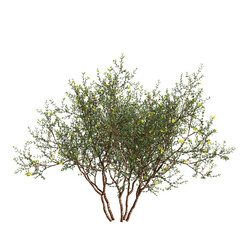 3d illustration of Larrea divaricata tree isolated on transparent background