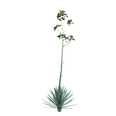 3d illustration of Agave rhodacantha bush isolated on transparent background