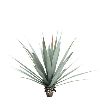 3d illustration of Agave tequilana bush isolated on transparent background