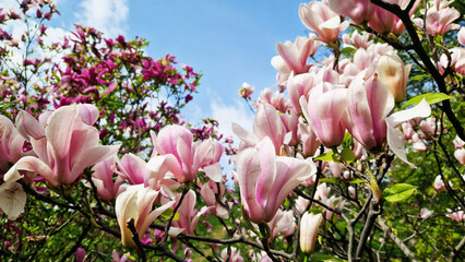 Pink magnolia flowers close up. Blooming tree in spring. Magnolia flowers on a branch. Natural...