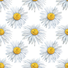 Seamless pattern of Hand Drawn watercolor floral plants camomile flowers. Herb flowers daisy. Botanical greenery chamomile flower illustration on white background. For fabric, wallpaper, wrapping
