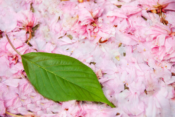 散った桜の花と葉っぱ一枚