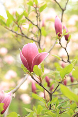 Fototapeta premium Pink magnolia flowers close up. Blooming tree in spring. Magnolia flowers on a branch. Natural spring background with beautiful flowers. Elegant and delicate flower