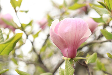 Pink magnolia flowers close up. Blooming tree in spring. Magnolia flowers on a branch. Natural spring background with beautiful flowers. Elegant and delicate flower
