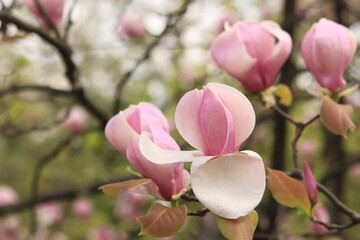 Fototapeta premium Pink magnolia flowers close up. Blooming tree in spring. Magnolia flowers on a branch. Natural spring background with beautiful flowers. Elegant and delicate flower