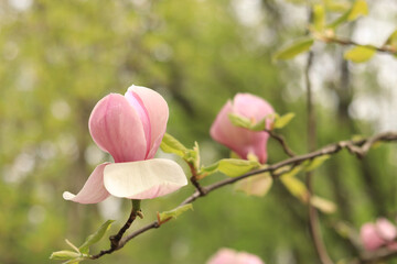 Magnolia flower, close-up on a blurred background. Spring blooming magnolia in the park. Beautiful pink flower. Magnolia flowers on a branch. Natural spring background with beautiful flowers