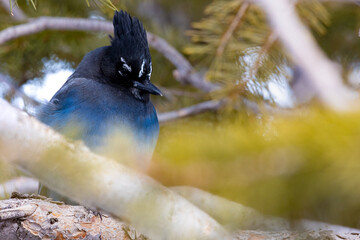 Blue bird that i captured at bryce canyon this past February