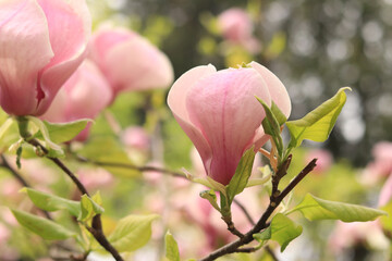 Magnolia flower, close-up on a blurred background. Spring blooming magnolia in the park. Beautiful pink flower. Magnolia flowers on a branch. Natural spring background with beautiful flowers