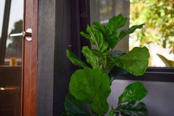 window with green leaves