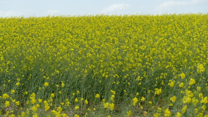 field of rapeseed plants