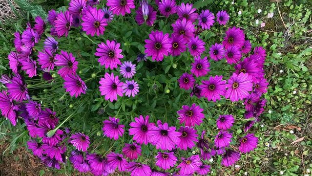 Dimorphotheca, African daisy in slow motion