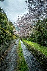 Fototapeta na wymiar The philosopher's walk in Kyoto