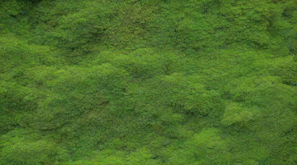 green grass background - obrazy, fototapety, plakaty