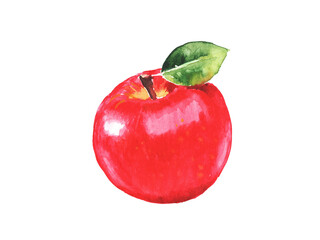 Apple, red apples, fruits, watercolor food illustrations , hand drawn