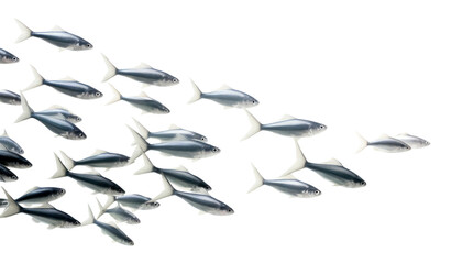 PNG Backgrounds fish white background repetition © Rawpixel.com