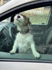 A purebred Jack Russell dog looks out of a car window. Dog in cars in the front seat. A pet guards the car.