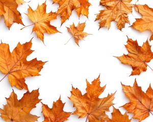 Leaves Fall. Orange Autumn Leaves Border on White Background