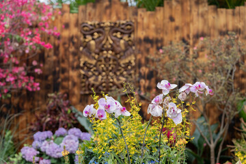 Phalaenopsis