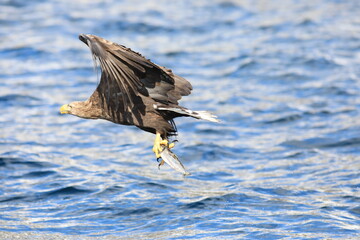 White-tailed eagle (Haliaeetus albicilla) is a large bird of prey, widely distributed across temperate Eurasia. This photo was taken in Japan.
