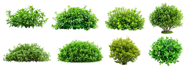 set of green bush isolated on white - obrazy, fototapety, plakaty