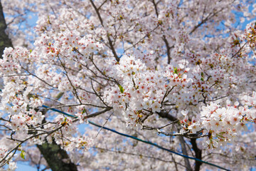 Obraz premium sakura