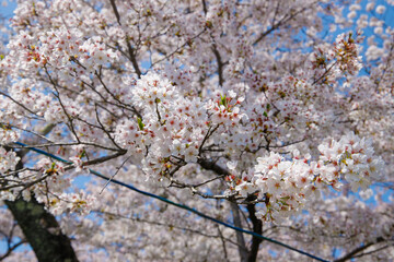 sakura