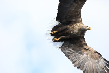 White-tailed eagle (Haliaeetus albicilla) is a large bird of prey, widely distributed across temperate Eurasia. This photo was taken in Japan.