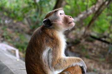 Macaque temple monkey Sri Lanka