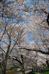 Fototapeta premium sakura