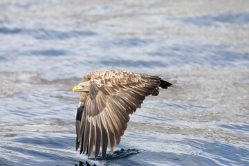 White-tailed eagle (Haliaeetus albicilla) is a large bird of prey, widely distributed across temperate Eurasia. This photo was taken in Japan.