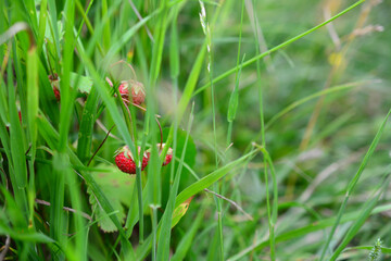a field of grass with a strawberry in the middle copy space 
