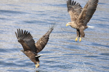 White-tailed eagle (Haliaeetus albicilla) is a large bird of prey, widely distributed across temperate Eurasia. This photo was taken in Japan.