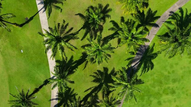 Palm trees near the lake, top view. Drone video