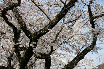 sakura