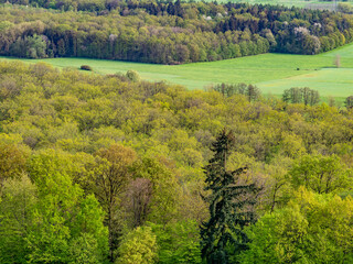 Mischwald im Frühjahr