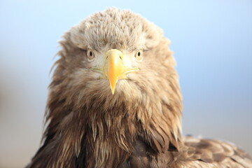 White-tailed eagle (Haliaeetus albicilla) is a large bird of prey, widely distributed across temperate Eurasia. This photo was taken in Japan.