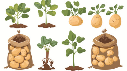 Growing potato plant and root vegetables in sack