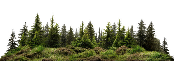 PNG Forest vegetation outdoors woodland - obrazy, fototapety, plakaty